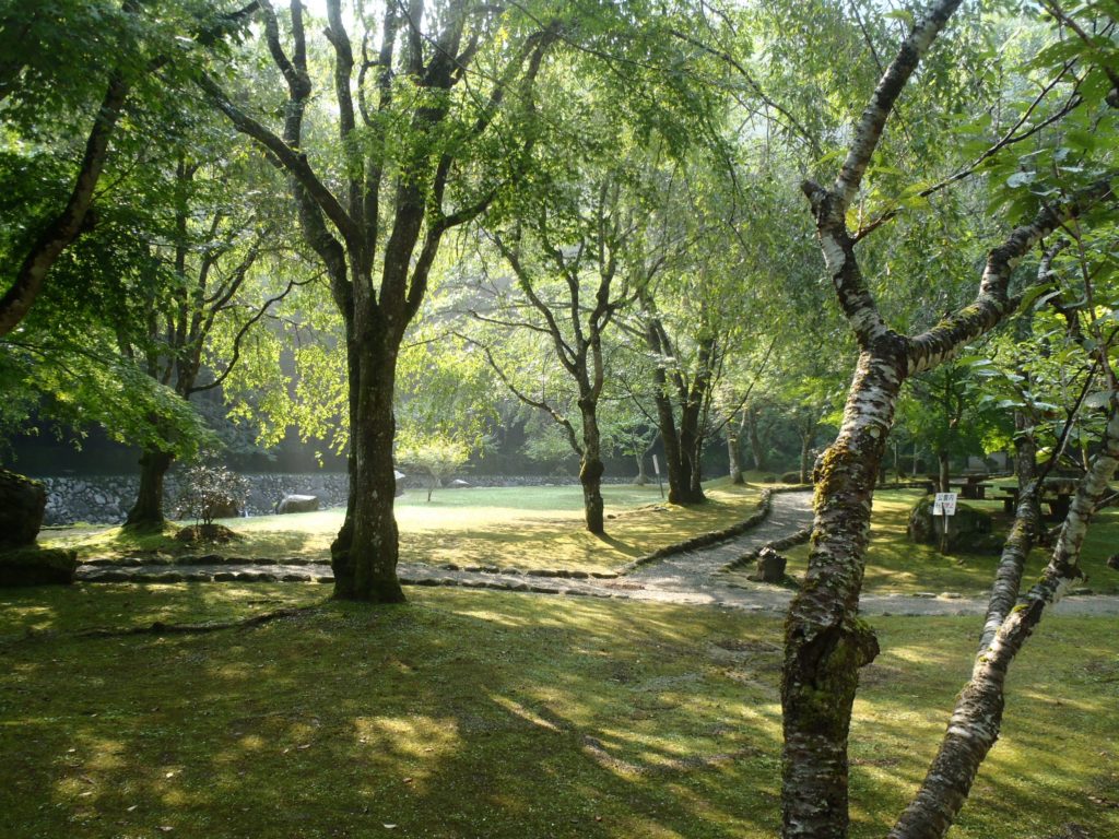 Waterfall Swimming – South Nara Forest
