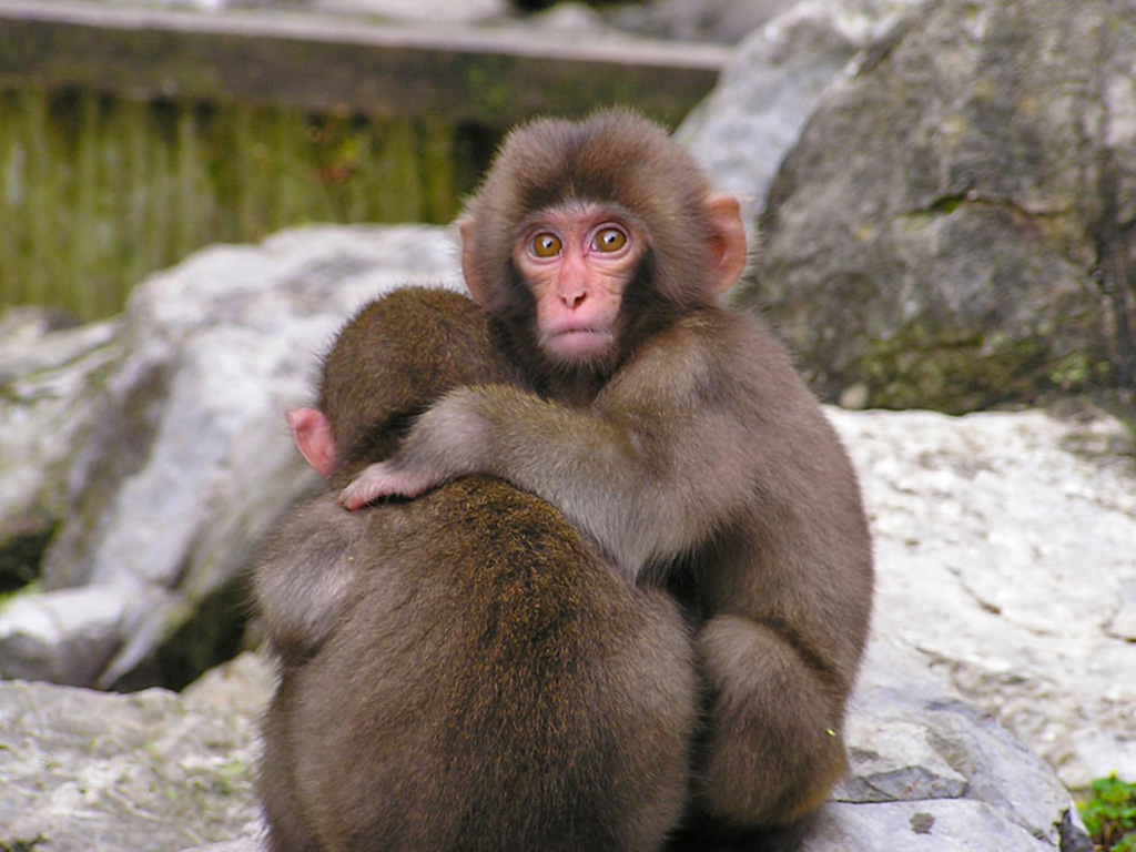 Nature & Wildlife Japan Nature Tour Reservations - Nature & Wildlife